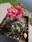 Preview: Gymnocalycium oenanthemum